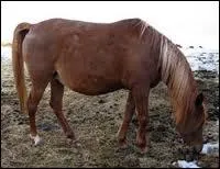 Est-il possible qu'une jument pleine accouche de jumeaux ?