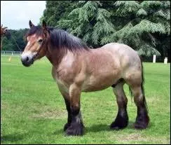 Quelle est la race du cheval ci dessous ?