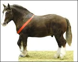 Savez-vous de quelle race il s'agit ?