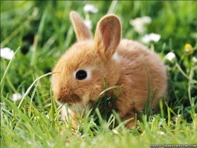 Comment dit-on lapin ?