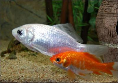 Comment dit-on poisson ?