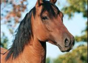 Quiz Les races de chevaux