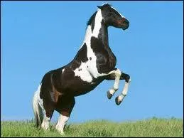 Le Pinto se dfinit par sa robe pie . Comment celle-ci est-elle apparue ?