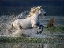 Quel est le mode de vie du Camargue ?