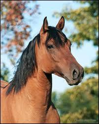 Quel est le cheval le plus populaire du monde avec 4 millions de chevaux inscrits au stud book ?