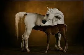 Qu'est-ce que le poney franais de selle ?