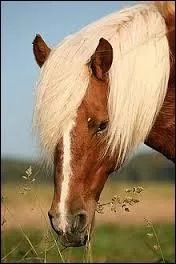 Comment reconnat-on le haflinger ?