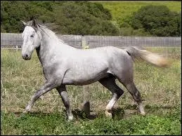 De quelle haute cole est le Lipizzan ?