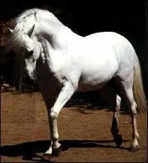 Parmi ces chevaux, lesquels servent de monture aux cavaliers marocains lors des fantasias (charges  cheval avec coups de fusil)