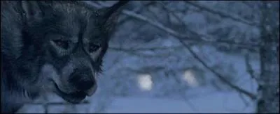 Quel est le nom du loup de la sorcire ?