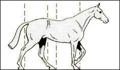 Parmi ces allures, laquelle est  quatre temps ?