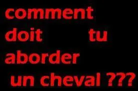 Par quel ct faut-il aborder un cheval ?