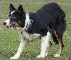 Lorsqu'ils vivaient  l' tat sauvage, quelle tait leur tactique de dfense ?