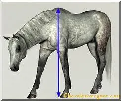 Pour connatre la taille d'un cheval on mesure la distance du sol ...