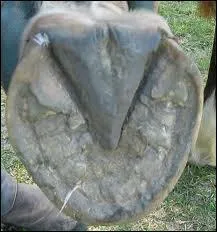 Quel est le nom du (v) sur la face du sabot ?