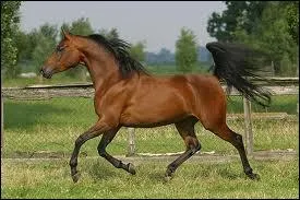 Laquelle de ces allures est la plus rapide ?