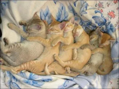 Trouver le nom de ce champignon devrait tre dans vos cordes !