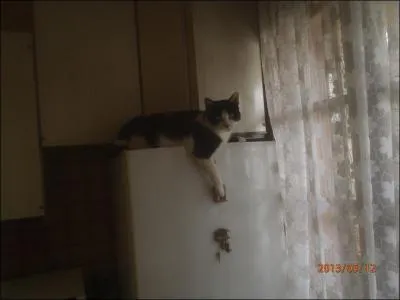 Compagnon à quatre pattes, il vous prouvera son affection, sans jamais rien demander en échange !