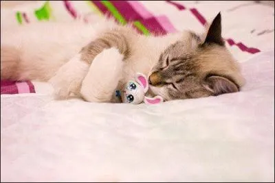 Epoque du rut chez les animaux !