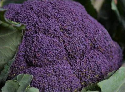 Cette trs ancienne varit de brocoli est suppose avoir t dveloppe au 18e sicle en Afrique du sud, d'o son nom. Lequel est-ce ?