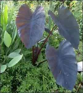 Belle plante ramifie de 1m de haut, au feuillage violet-noir dont on consomme les tubercules farineux ou les feuilles prpares comme les pinards. Elle porte le nom savant de Colocasia esculenta, mais est communment connue sous l'appellation de :