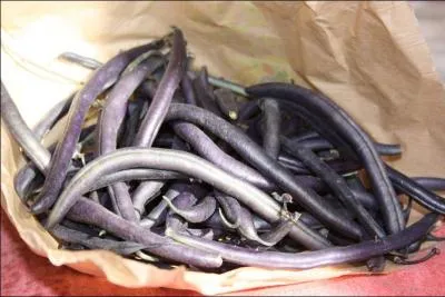 Quelle est la particularit prsente par le haricot violet,  la cuisson ?