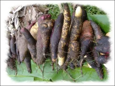 Les racines sont consommes comme des pommes de terre. Cette plante appartient  la famille des Dioscoreaceae. Comment se nomme-t-elle ?