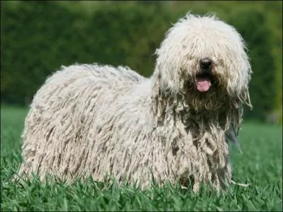 Quelle est la race de ce chien ?