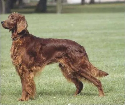 Quelle est la race de ce chien ?