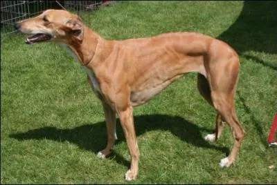 Quelle est la race de ce chien ?