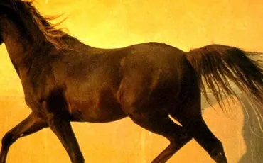 Quiz Galop 4