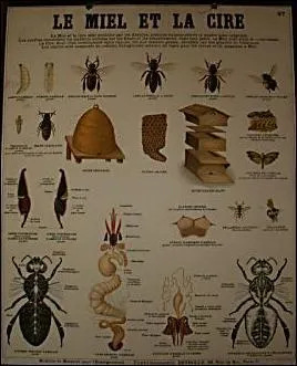 Comment s'appelait le cours qui peut tre considr comme la naissance de l'enseignement des sciences  l'cole primaire ?