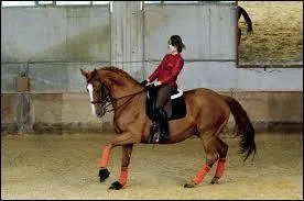 De l'arrt, pour faire galoper mon cheval, il me suffit de placer mes aides.