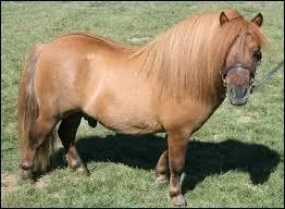 On distingue sur ce shetland, une raie de mulet.