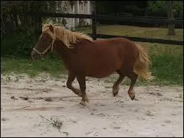 Les poneys ne peuvent pas tre ferrs.