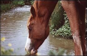 Les chevaux boivent 20 à 40 litres par jour.