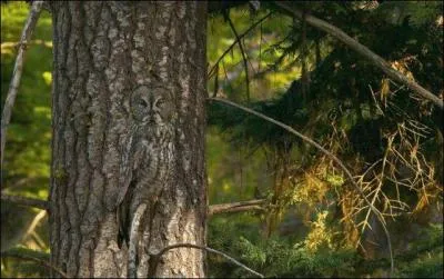 Il est chouette ce sculpteur, n'est-ce pas ?