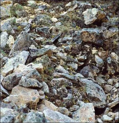 On le voit, c'est un suricate !