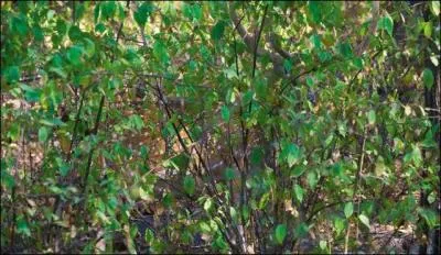 Tout le monde le sait,  l'arrire de ce feuillage, il y a le village des Schtroumpfs.