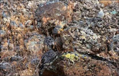 Wouaw, le beau serpent !