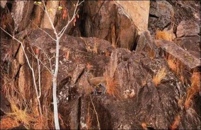 Cette photo est ralise  l'ordinateur ! a se voit sur les montagnes et sur la chvre !