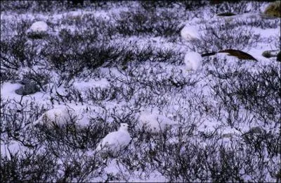 Regardez bien, vous verrez un livre blanc et le mme animal que la question prcdente !