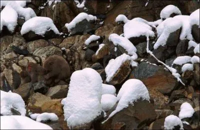Pauvres ours, ils n'ont plus de grotte !