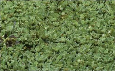 C'est un beau marais !