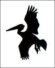 Quel est cet oiseau ?