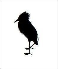 Quel est cet oiseau ?