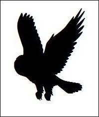 Quel est cet oiseau ?