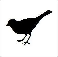 Quel est cet oiseau ?