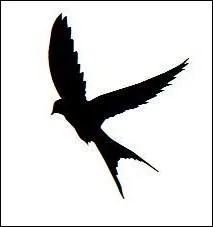 Quel est cet oiseau ?