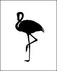 Quel est cet oiseau ?